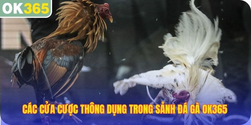 Các cửa cược thông dụng trong sảnh Đá Gà OK365