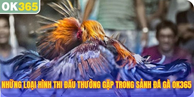 Những loại hình thi đấu thường gặp nhất trong sảnh Đá Gà OK365