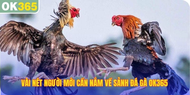 Vài nét người mới cần nắm về sảnh Đá Gà OK365